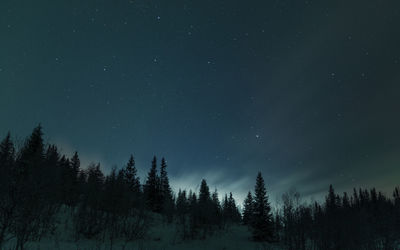 Low angle view of trees against sky at night