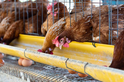 Close-up of a bird in cage