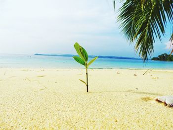 Plant growing on beach against sky