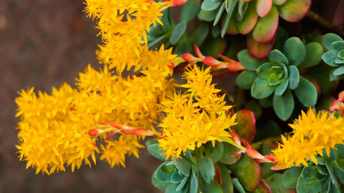 Close-up of yellow flowering plant