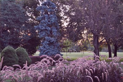 Trees growing in a row