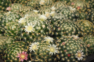 Close-up of cactus plant growing on field