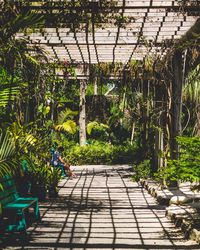 Walkway amidst trees