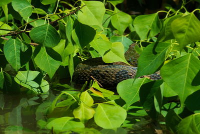Close-up of lizard on tree
