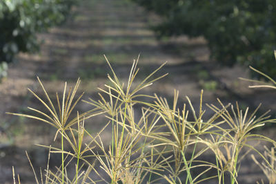 Close-up of plants growing on field