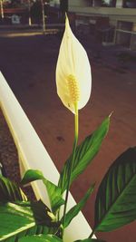 Close-up of yellow flower blooming outdoors