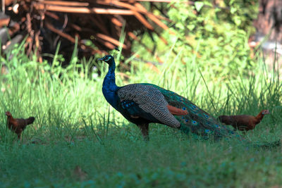 Peacock in a field