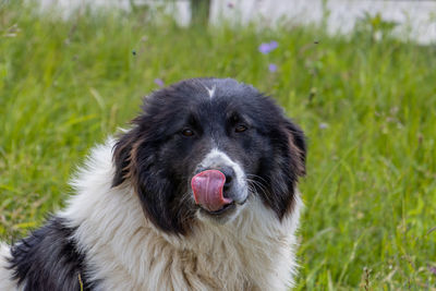 Close-up of dog on field