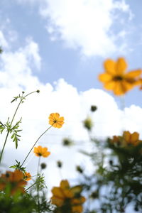 Close-up of yellow flowering plant against sky