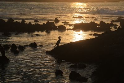 Scenic view of sea at sunset