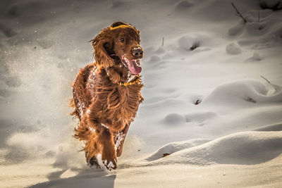 Dog walking on snowed landscape