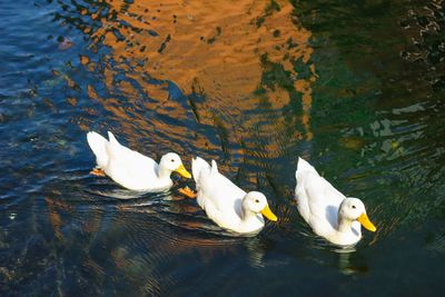 High angle view of ducks in lake