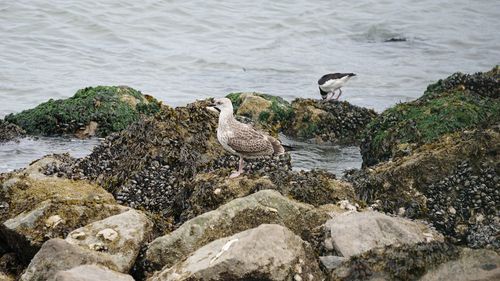 Seagulls perching on rock in sea