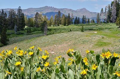 Yellow flowers growing on field by mountains