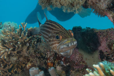 Close-up of fish swimming in sea