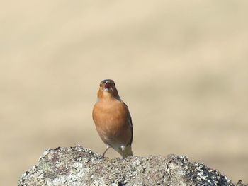 Close-up of bird perching on rock