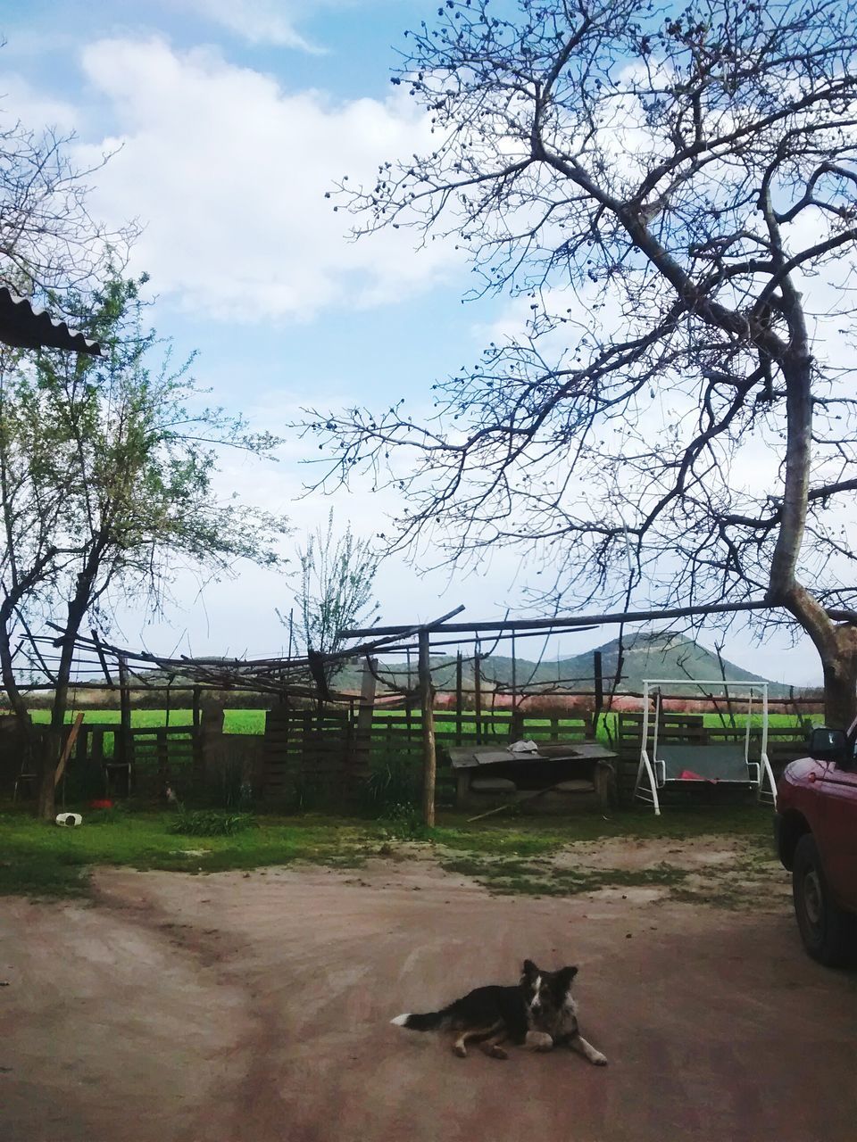 animal themes, tree, sky, domestic animals, one animal, mammal, bare tree, relaxation, pets, grass, nature, park - man made space, day, dog, wildlife, bird, cloud, sitting, branch, cloud - sky