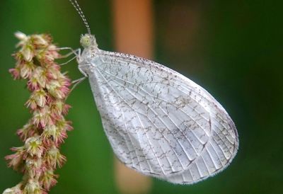 Close-up of butterfly on leaf