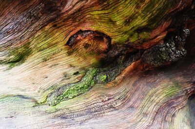 Full frame shot of tree trunk