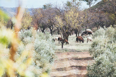 Horses grazing on field