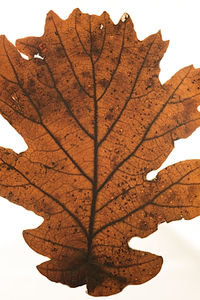 Close-up of dry leaf against white background