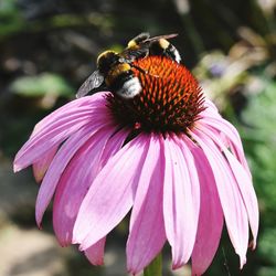 Close-up of insect on pink flower