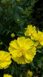 Close-up of yellow flowers blooming outdoors