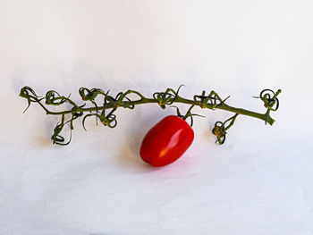 Close-up of fruits against white background