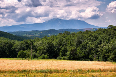 Scenic view of field against sky