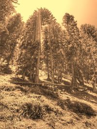 View of trees in forest