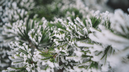 Close-up of snow covered pine tree