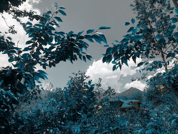 Low angle view of trees against sky during winter