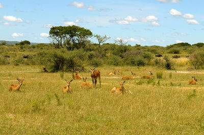 Horses in a field