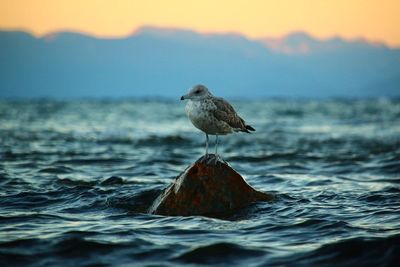 Seagull perching on rock in sea during sunset