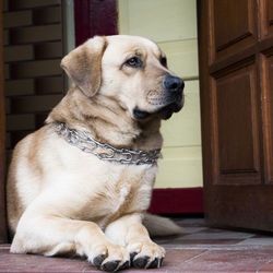 Close-up of dog sitting against door