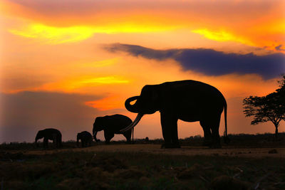 Silhouette elephants on field at way kambas national park against orange sky