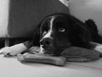 Close-up portrait of dog at home