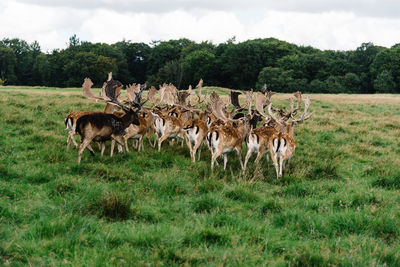 Rear view of deer walking on grassy field against cloudy sky