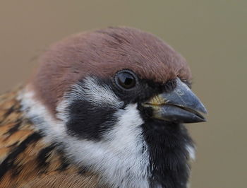 Close-up of a bird looking away