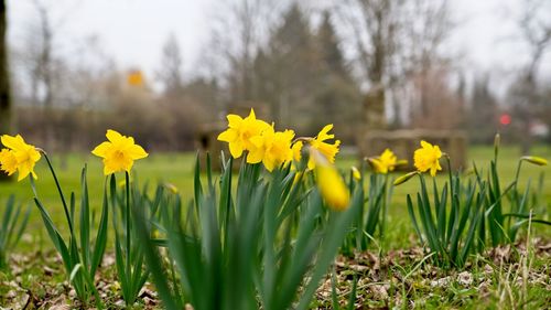 Close-up of yellow daffodil flowers on field