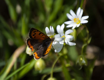 Close-up of butterfly pollinating on flower