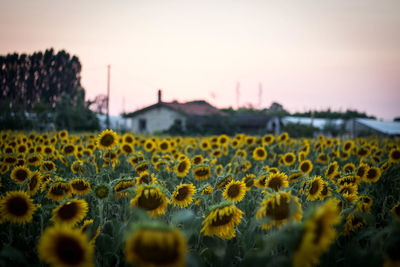 Scenic view of sunflower field against sky during sunset