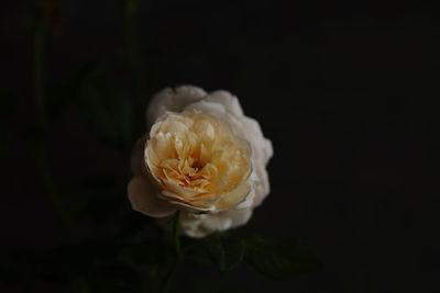 Close-up of white rose against black background