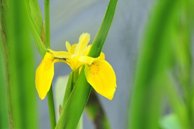 Close-up of yellow flower