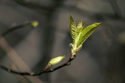 Close-up of plant