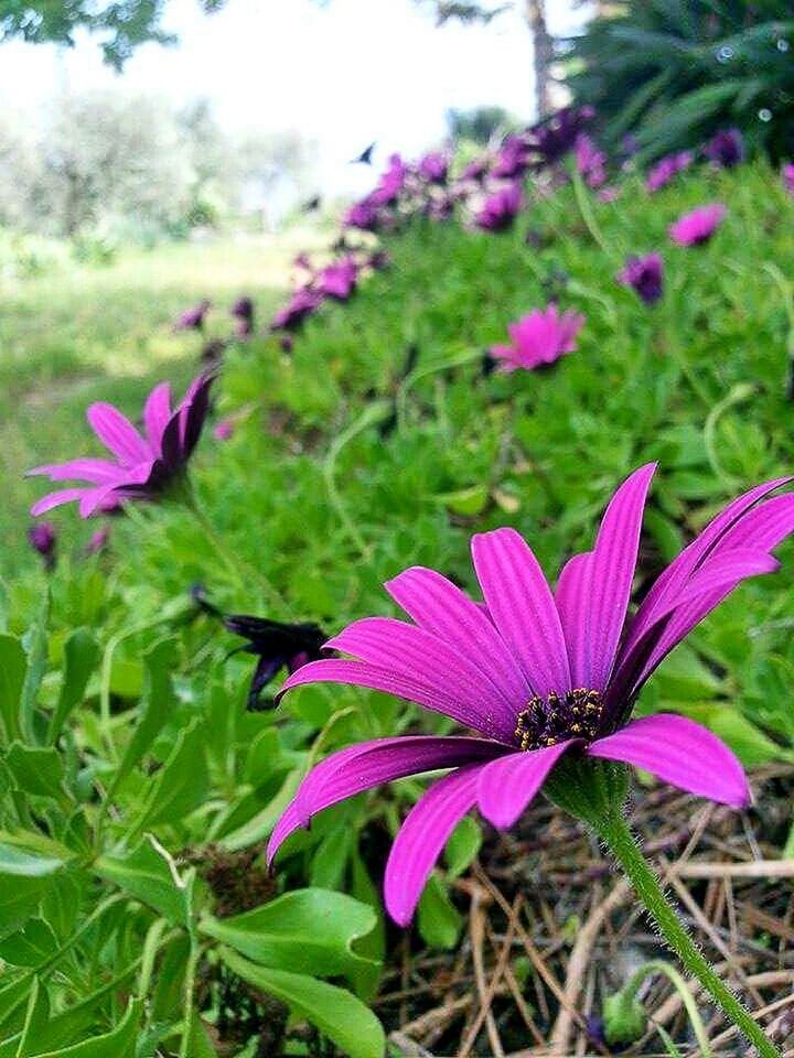 flower, freshness, fragility, petal, growth, purple, beauty in nature, flower head, plant, focus on foreground, blooming, close-up, nature, pink color, leaf, in bloom, field, stem, day, outdoors