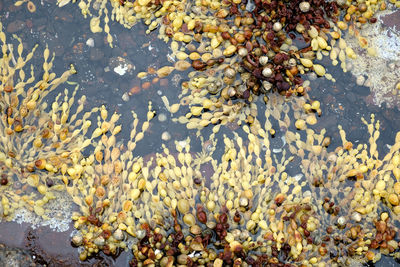 Reflection of trees in water