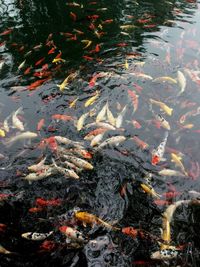 High angle view of koi carps swimming in pond