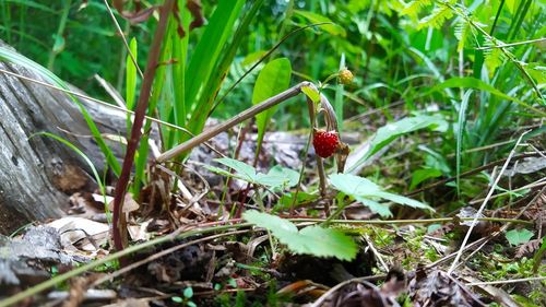 Close-up of red berries on plant