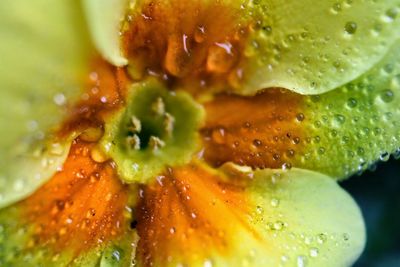 Close-up of plant in water